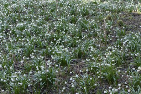 Leucojum 弗纳姆，春天的花朵，在自然保护区