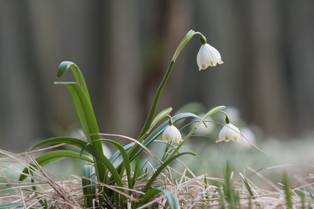 Leucojum 弗纳姆，春天的花朵，在自然保护区