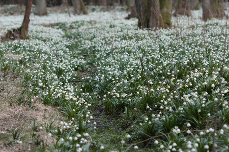 Leucojum 弗纳姆，春天的花朵，在自然保护区