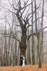 婚礼情侣拥抱在秋天的树林附近的树上