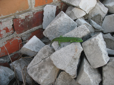 砖块上的蜥蜴