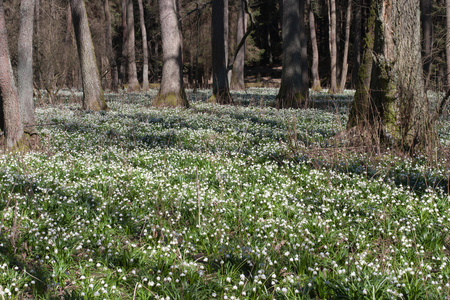 Leucojum 弗纳姆，春天的花朵，在自然保护区