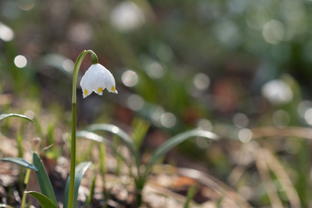 Leucojum 弗纳姆，春天的花朵，在自然保护区