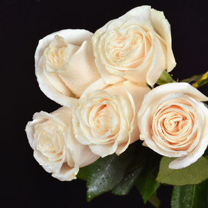 华丽的白玫瑰
