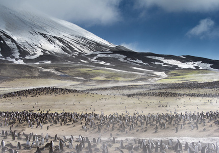 大群的企鹅大群白鹳稻草和黄色油菜花田大群的企鹅