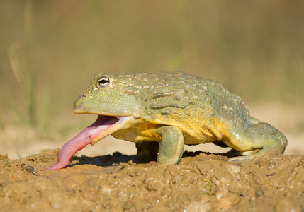 非洲牛蛙在泥土上张开嘴图片