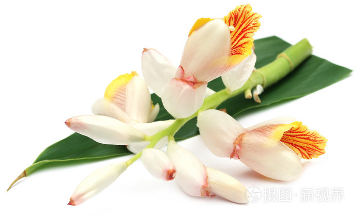 小豆蔻花的特写