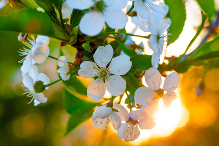 树枝特写上的白色樱桃花