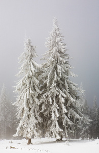 积雪覆盖的杉木树