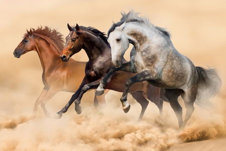 马群在沙漠中