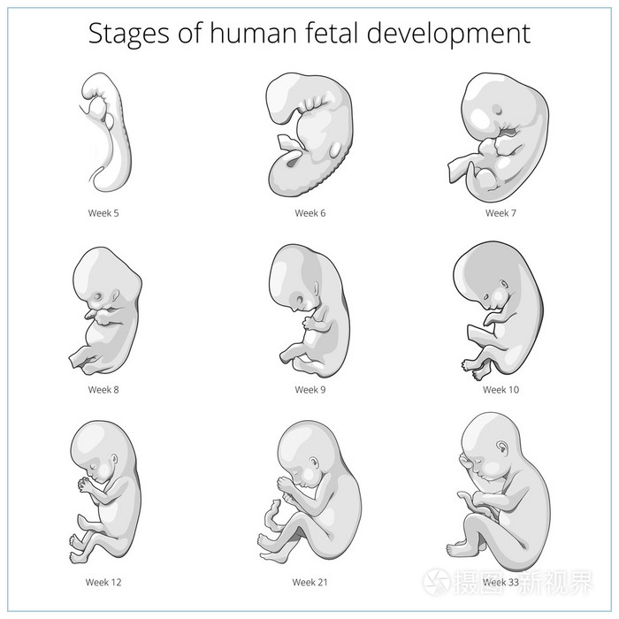 人类胚胎发育详细图解图片