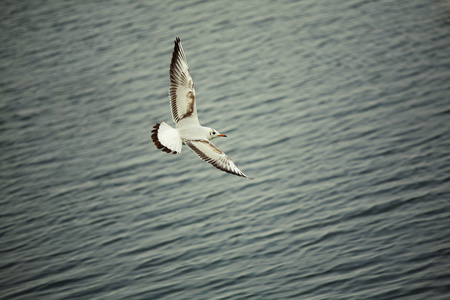 水海鸥图片