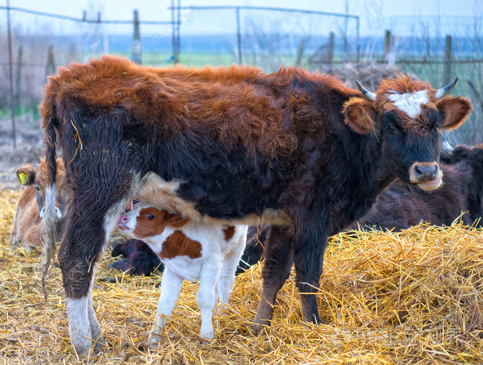 小牛在牛妈妈喝牛奶
