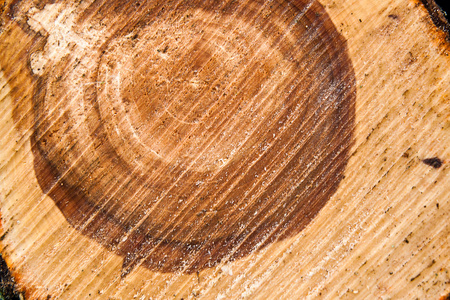 木材纹理切割树干, 特写。水果的粗切