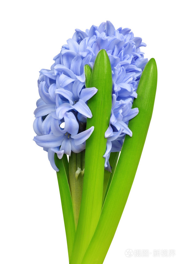 孤立的蓝色风信子