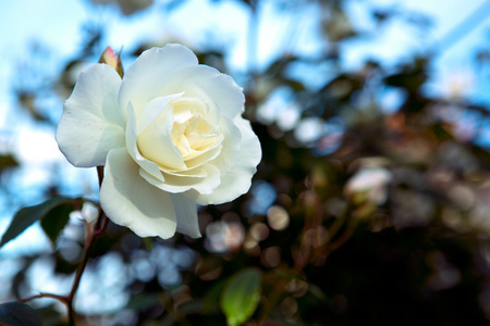 查出的白色玫瑰