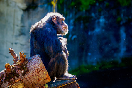 老黑猩猩休息图片