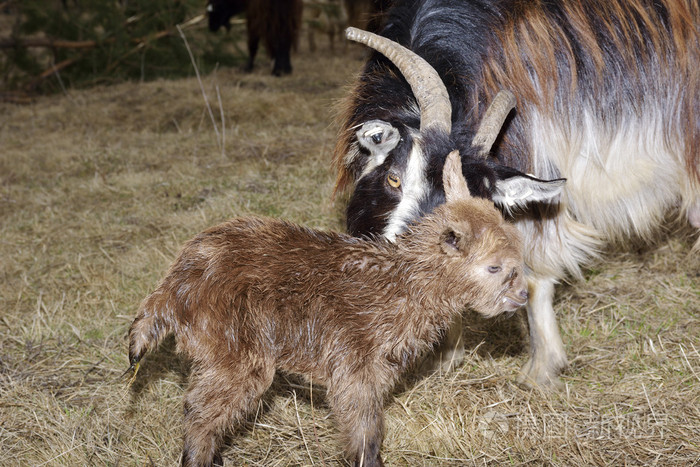 毛毛虫故事文字版_毛毛虫的故事_毛虫虫的故事