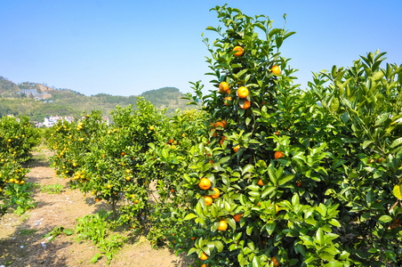 中国南方广泛的柑橘园。阳朔