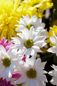 花和雏菊大花瓣和生动的色彩，弹簧