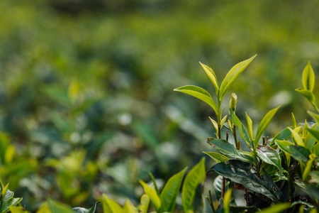 茶芽和叶子。茶园