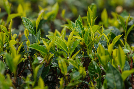 茶芽和叶子。茶园