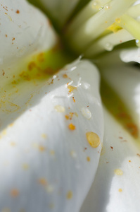 春天，详细的雏菊花瓣上的雨滴，花五