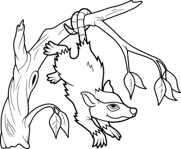 o尾有卷握力的小有袋动物 负鼠 lt美口gt装死 装蒜灰色食糖滑翔机