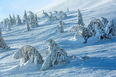 冬天山上冰冷雪杉树图片