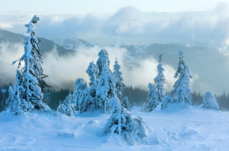 早上冬天山坡上的雪杉树