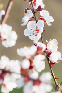 杏树开花树详细信息