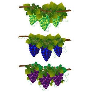 三种类型的葡萄