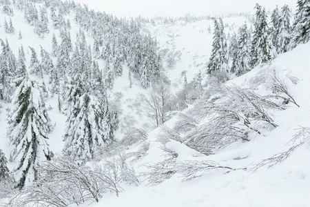 冬天山上冰冷雪杉树