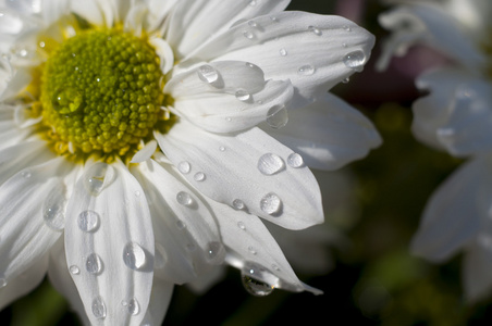 花上的雨滴图片