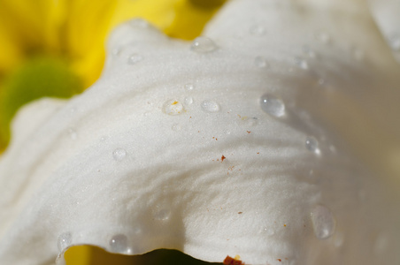 春天，详细的雏菊花瓣上的雨滴，花五