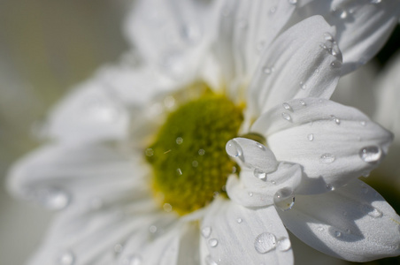 春天，详细的雏菊花瓣上的雨滴，花五