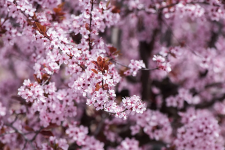 树枝上的樱桃粉红色花朵