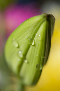 花和雏菊大花瓣和生动的色彩，弹簧