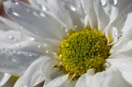 环境，详细的雏菊花瓣，合作上的雨滴