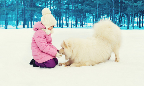 小孩在玩白色的萨摩耶德犬在冬季的一天