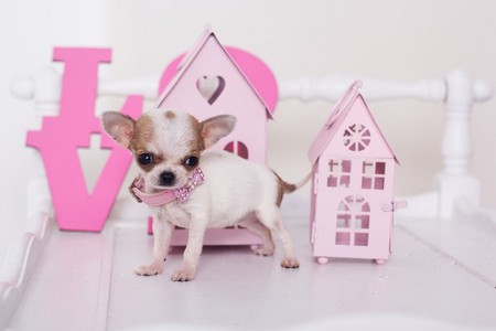 在粉红色的房子附近的吉娃娃小狗