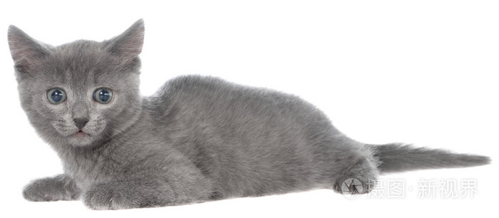 小灰色短毛猫小猫谎言