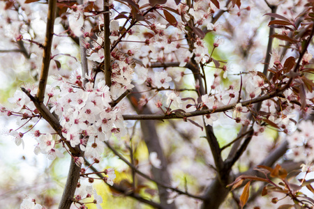 红叶樱花枝