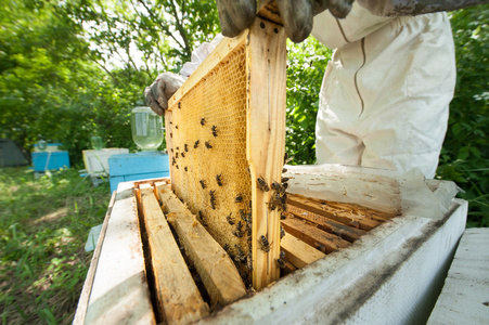 养蜂人持有的蜜蜂的蜂巢