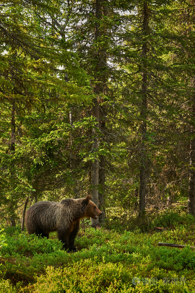 棕色在森林里的熊