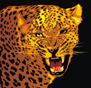 野生美洲豹猫