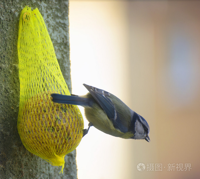 山雀与食物