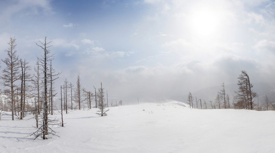 冬季景观与风和雪的暴风雪图片