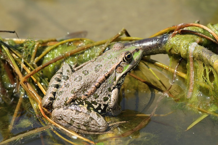 沼泽青蛙在水草上