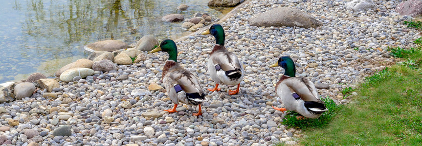 三只野鸭愉快地去池塘里的水